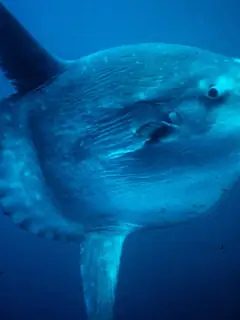 Ocean sunfish