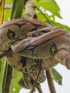 Boa constrictor