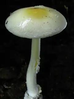 Amanita albocreata
