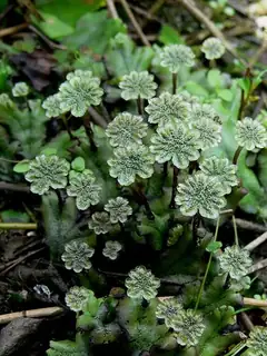 Bryophyte