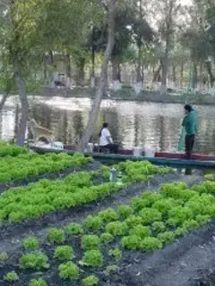 Chinampa