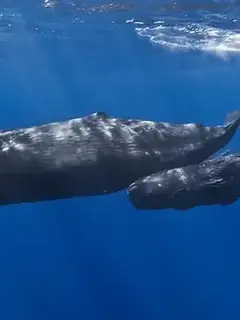 Sperm whale