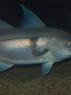 Haddock
