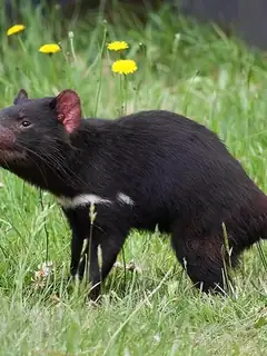 Tasmanian devil