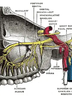 Maxillary nerve