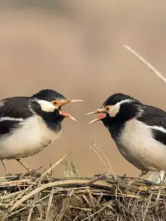 Indian pied myna