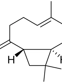 Caryophyllene