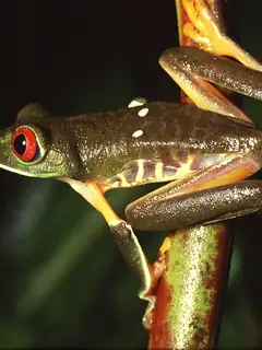 Agalychnis