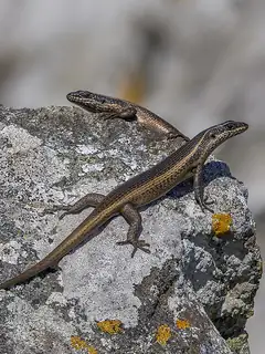 Skink