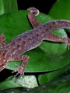 Cyrtodactylus