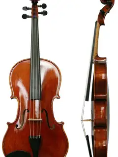 Viola