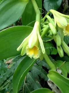 Vanilla