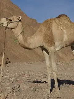 Dromedary