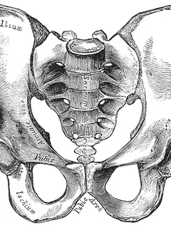 Pelvis