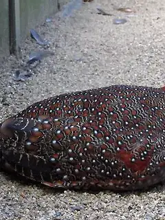 Blyth's tragopan