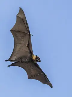 Pteropus