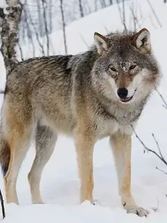 Wolf