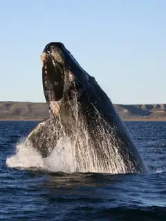 Whale
