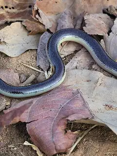 Acontias