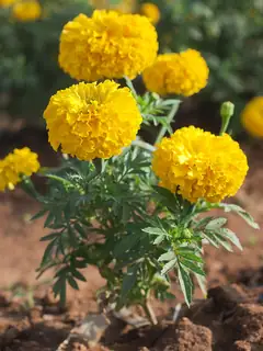 Tagetes