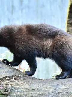 Wolverine