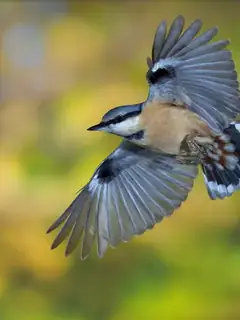 Bird