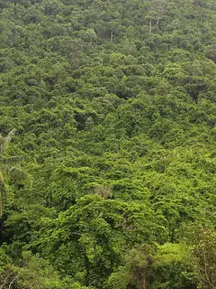 Jungle