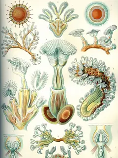 Bryozoa