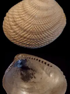 Protobranchia