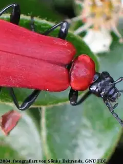 Cardinal beetle