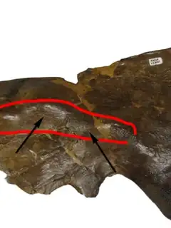 Avaceratops
