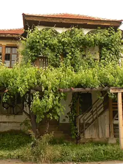 Bosilegrad