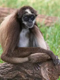New World monkey