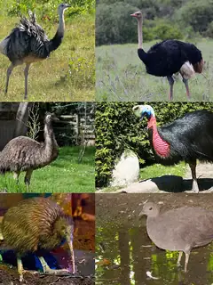 Palaeognathae