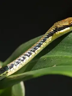 Dendrelaphis pictus