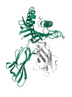 HLA-B