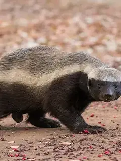 Honey badger