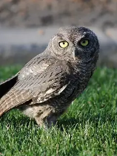 Western screech owl