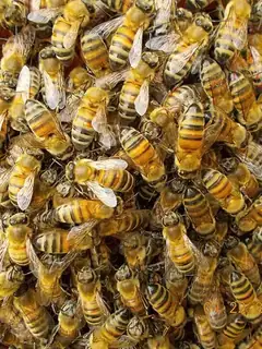 Buckfast bee