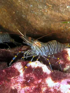 Shrimp