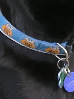 Pet tag