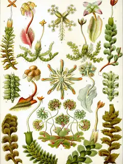 Liverwort