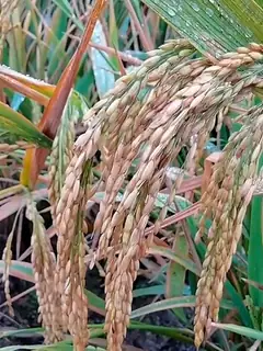 Rice