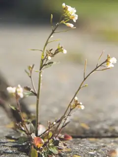 Arabidopsis thaliana