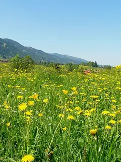 Meadow