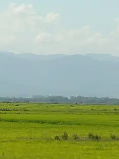 Pampas