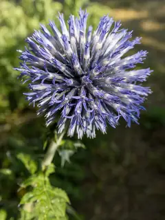 Echinops bannaticus
