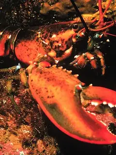 American lobster