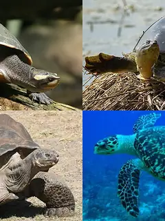 Turtle