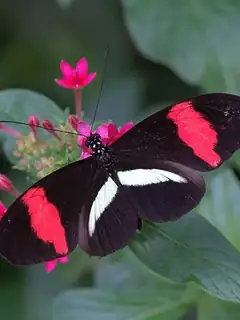 Heliconius erato